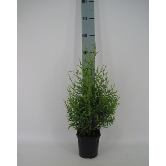 Thujor Brabant - 40-60 cm